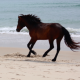 Entry image for Wild and Free 