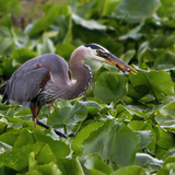 Entry image for The Heron of Cheney Swamp
