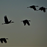 Entry image for Sandhill Cranes