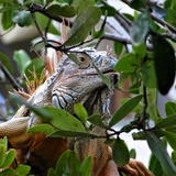 Entry image for Iguana, South of the Border