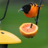 Entry image for Got Oranges?