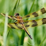 Entry image for A Drangonfly