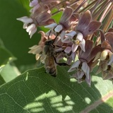 Entry image for Honeybee and milkweed 