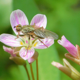 Entry image for Beauty and the Beast