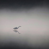 Entry image for Fishing in fog