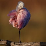 Entry image for Roseate spoonbill