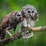 Entry image for A double crawfish snack