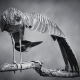 Entry image for Downward night heron