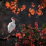 Entry image for The Japanese Maple Garden 
