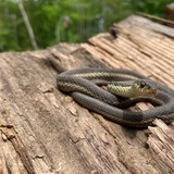 Entry image for Little garden friend 