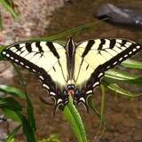 Entry image for Pale Swallow Tail