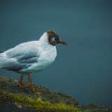 Entry image for Contemplating