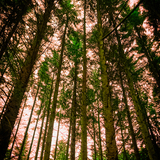 Entry image for Forest