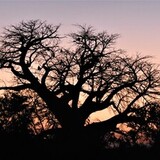 Entry image for Baboons Bedroom