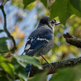 Entry image for Blue Jay in tree