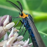 Entry image for The Tiger Moth 