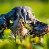 Entry image for Spear Fishing