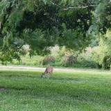 Entry image for Doe Grazing in the backyard close to the wildlife area in South Texas 