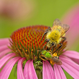 Entry image for Jockeying for Position