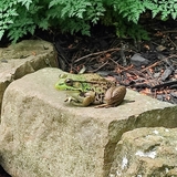 Entry image for Frog