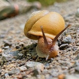 Entry image for Snail Trail on the North Country Trail
