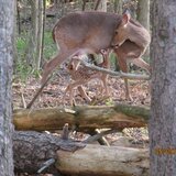 Entry image for Mother Love