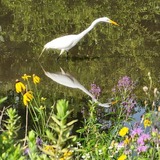 Entry image for Egret in Grayslake pond