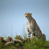 Entry image for Cheetah with cubs
