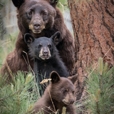 Entry image for Family Portrait