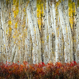 Entry image for Fall Colors