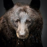 Entry image for Momma