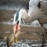 Entry image for Eye to Eye