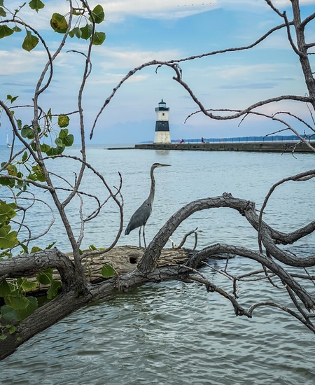Entry image for Heron Peninsula at North Pier. Clicking this image will show a larger photo
