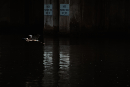 Entry image for Blue. Clicking this image will show a larger photo