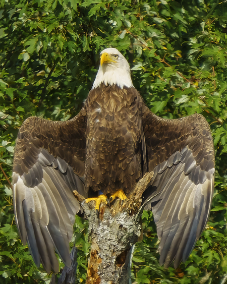 Majestic Bald Eagle on Allegheny River