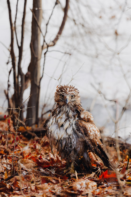 Entry image for Staring contest with a juvenile hawk. Clicking this image will show a larger photo