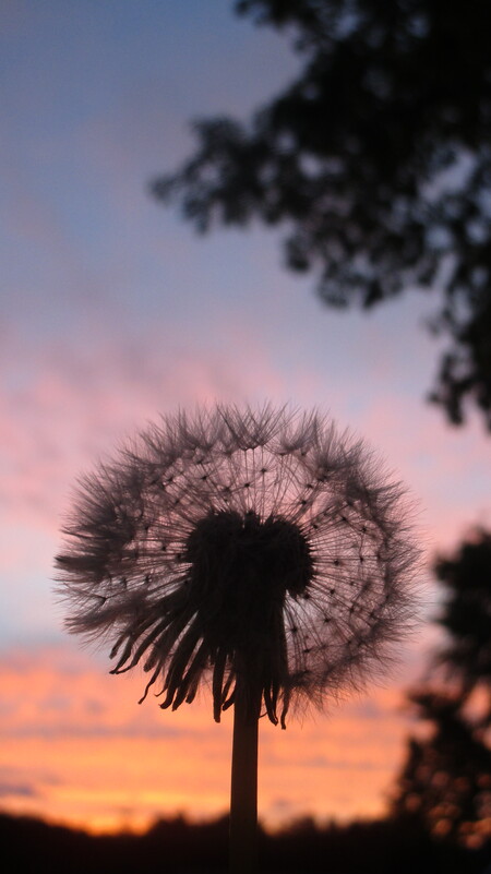Beautiful Sunset Dandelion