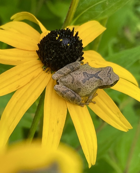 Entry image for Lily Dale Peeper. Clicking this image will show a larger photo