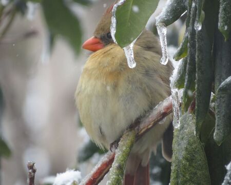 Entry image for Lady Cardinal. Clicking this image will show a larger photo