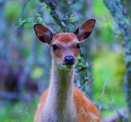 Scottish Sika