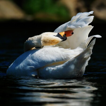 Swan Study