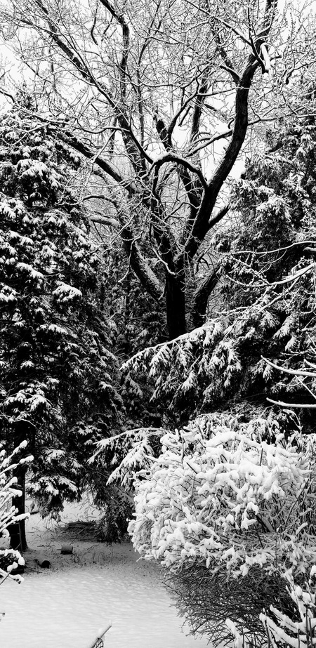 Entry image for Winter enchanted. Clicking this image will show a larger photo