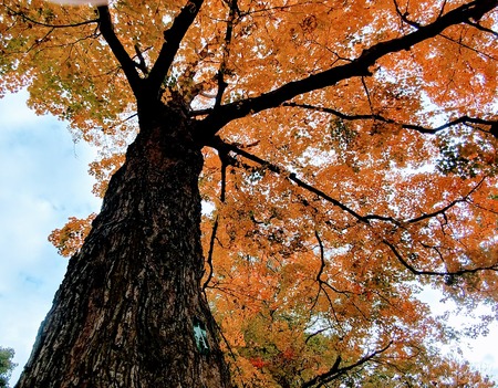 Entry image for Tree Guardian. Clicking this image will show a larger photo