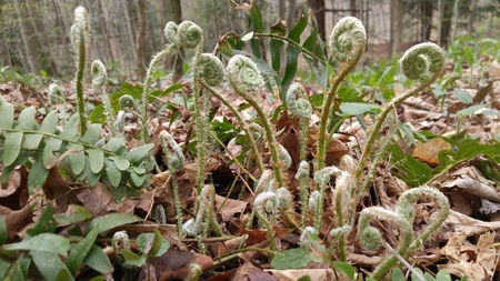 Entry image for Fiddle Heads: State Land. Clicking this image will show a larger photo