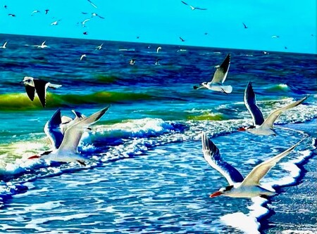 Entry image for birds on Sanibel Island. Clicking this image will show a larger photo