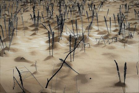 Entry image for Muted Snows. Clicking this image will show a larger photo