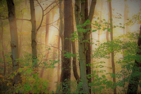 Entry image for Ethereal. Clicking this image will show a larger photo