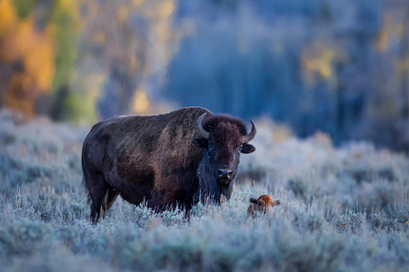 Baby bison 
