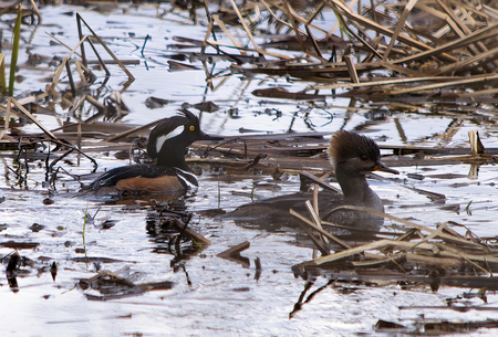 Entry image for Out for a swamp swim.. Clicking this image will show a larger photo