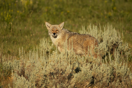 Injured Coyote in Yellowstone